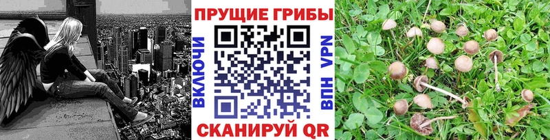 Галлюциногенные грибы GOLDEN TEACHER  где купить   Копейск 